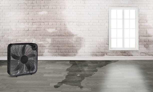 Best Basement water damage restoration  in Helena, MT
